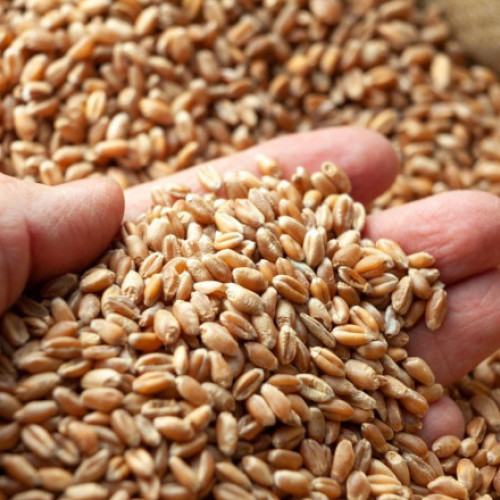 România se pregătește pentru cea mai mare recoltă de grâu de după 1997, susțin experții