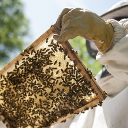 Mierea de salcâm va fi mai rară și mai scumpă în acest an