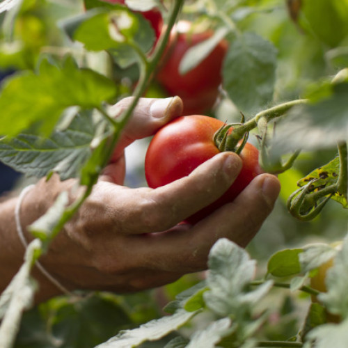 Cultivatorii de tomate din Gorj se confruntă cu pierderi din cauza valului de căldură