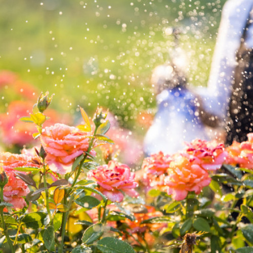 Descoperă frumusețea trandafirilor în grădina botanică din Iași