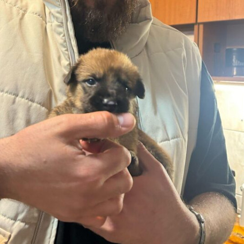 zi neagră pentru echipa de protecția animalelor din ilfov