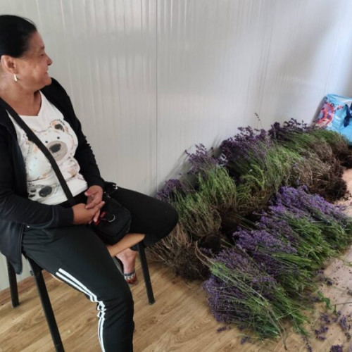 femeie prinsă de două ori în doar 30 de minute pentru furt de lavandă în sector 6