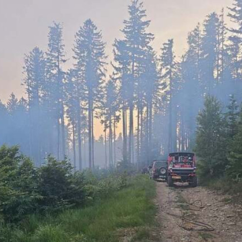 Incendiu în pădurea din județul Timiș, interventie rapidă pentru stingere