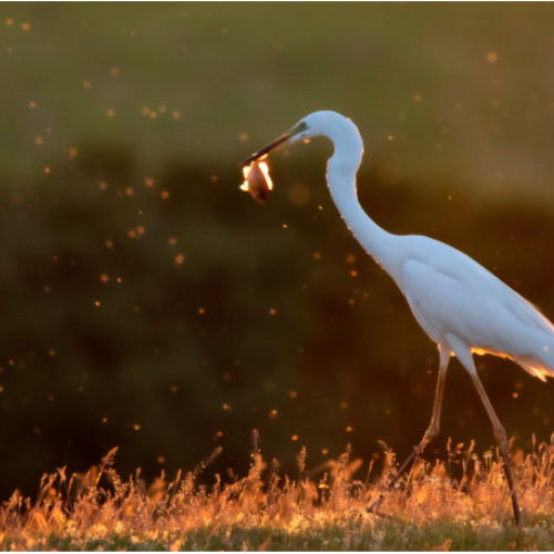 expoziție de fotografii la oradea de ziua sfantului ladislau