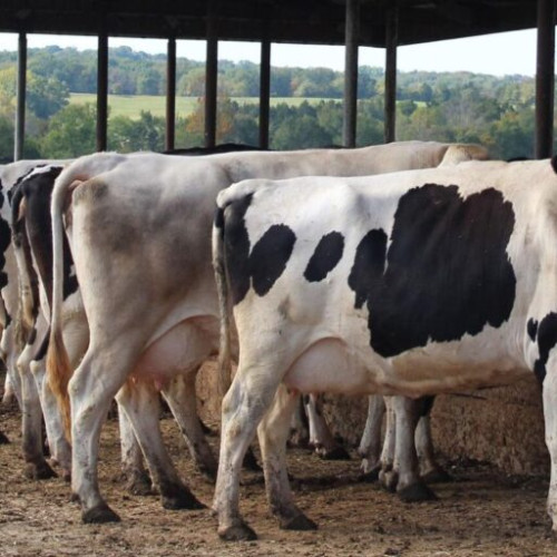 start plăților pentru sprijinul cuplat din campania 2024, APIA alocă peste 60 de milioane de euro pentru fermieri