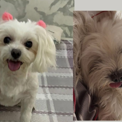 un apel disperat pentru găsirea unei femei dispărute în Brăila