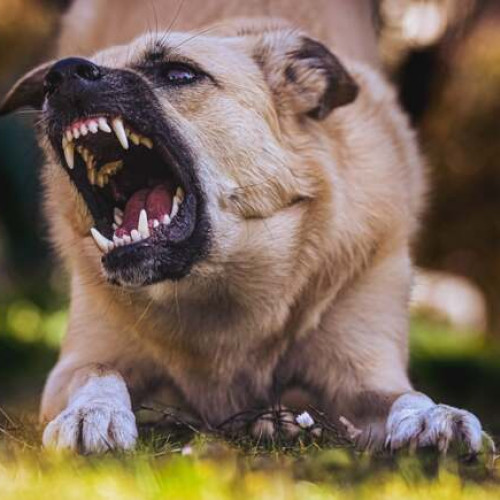 Tânăr amendat după ce un câine a mușcat o femeie în centrul Timișoarei