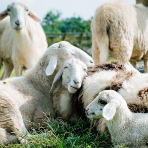 confirmare pentru prima data în România a virusului pox - variola ovina în județul Teleorman