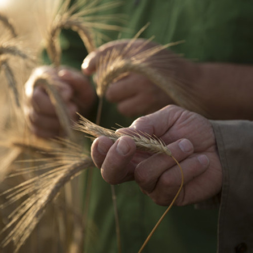 Video 400 de soiuri de grâu, testate de cercetătorii din Iași. Experții vor să afle care rezistă cel mai bine la vremea extremă din România