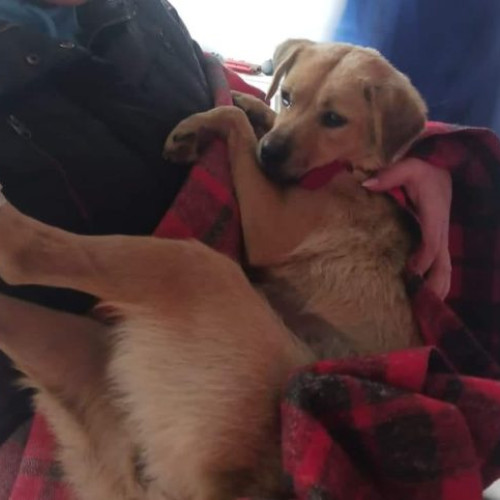 Campanie gratuită de sterilizare și microcipare a câinilor de rasă comună în București