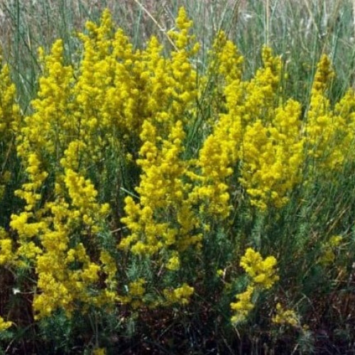 Zi de mare sărbătoare pentru români: Nașterea Sf. Ioan Botezătorul și Sânzienele / Obiceiuri populare străvechi în această zi