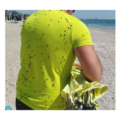 Invazie de buburuze pe litoral: motiv de glume și nemulțumiri pe rețelele sociale