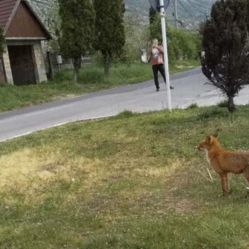 Atac neașteptat în miez de noapte în Cluj-Napoca: O vulpe a ucis un pisoi într-o curte în apropiere de Traian Vuia