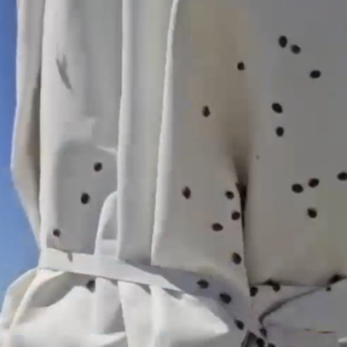 VIDEO Invazie de gărgărițe pe litoral. „Am fugit de la Năvodari, dar văd că s-au ținut după noi. Ne pișcă, ne ciupesc”