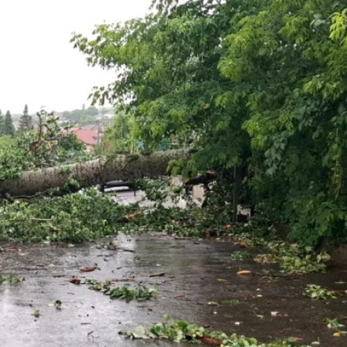 „Plopul lui Eminescu”, prăbușit la Iași în timpul unei furtuni, va fi folosit de sculptori. Creațiile vor fi expuse în același loc