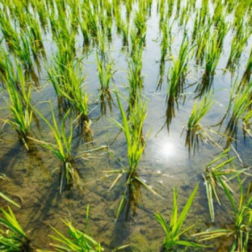 De la criză la surplus: India dă cantităţi record de orez pentru producţia de etanol