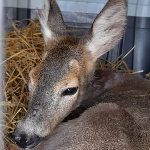 Video Alertă de rabie la o facultate din Iași, din cauza unei căprioare. Studenții au fost sfătuiți să se vaccineze