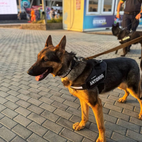 Câinii polițiști Gom, Fabe, Gav, Guc și Guv, prezenți la Festivalul Intencity pentru ca distracția să se desfășoare în siguranță