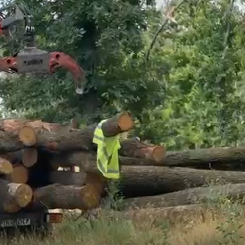 Jaful verde al Alexandriei: Stejari falnici tăiați din rădăcină în pădurea Peco
