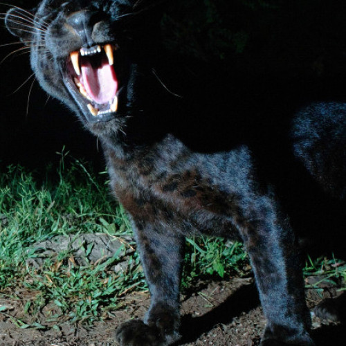 Video Misterul panterei bulgărești. Apel la 112 după ce ar fi fost văzută într-unul dintre cartierele orașului Giurgiu