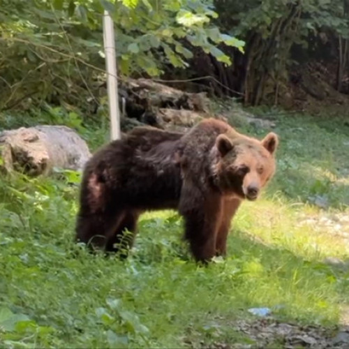 Video Ultimele momente din viața motociclistului ucis de urs pe Transfăgărășan. Animalul a fost împușcat