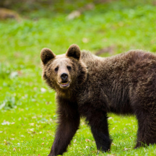 Video Cioban fugărit de urs în Munții Făgăraș. Bărbatul a fost rănit la picior și a fost preluat de salvamontiști