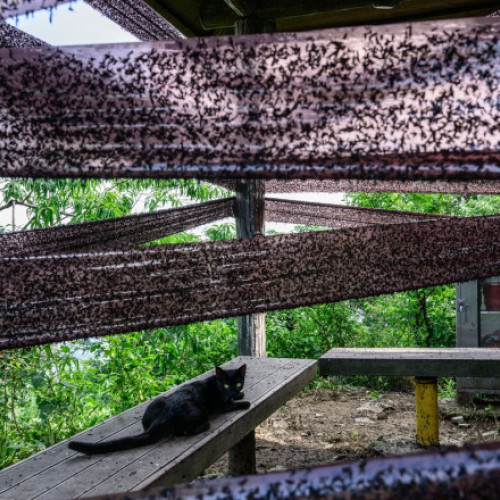 Video&Foto Coreea de Sud, invadată de „lovebugs”: insectele au acaparat trasee montane și au terorizat turiști. Localnicii, exasperați