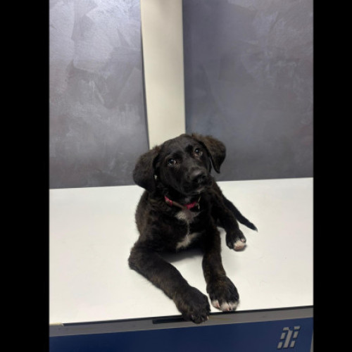 Bărbat reținut de polițiști după ce a bătut un pui de câine pe stradă, în București. Cățelul a fost dus la o clinică veterinară