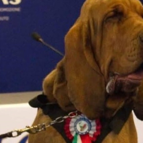 Indignare în Italia după uciderea lui Bruno, un câine-erou care a salvat 9 vieţi. Meloni: „Un act laş şi inacceptabil”