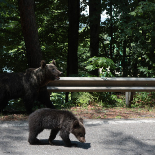 Puii ursoaicei împușcate pe Transfăgărășan nu au fost găsiți. Sanctuarul din Zărnești spune că nu i-a preluat