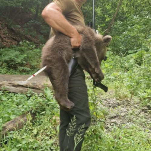 Galerie Foto Unul dintre puii ursoaicei ucise pe Transfăgărășan, preluat slăbit și speriat. ONG-ul Agent Green acuză autoritățile de neglijență
