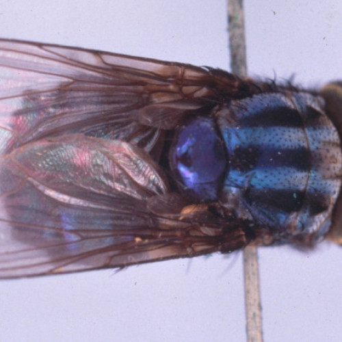 Statele Unite au un plan de a crește milioane de muște și de a le arunca din avioane. Iată de ce