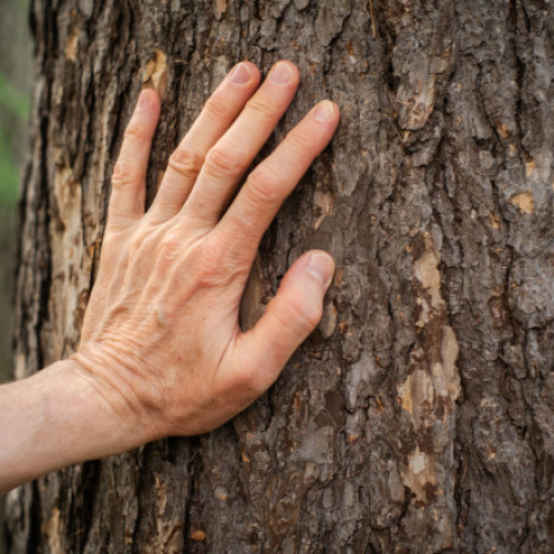 Video „Se dezintegrează, pur și simplu”. Măsura luată de un oraș din România, după ce un tânăr a murit sub greutatea unui arbore prăbușit