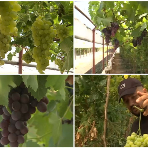 Video Primii struguri românești din acest an, gata de cules. Cum arată și cât costă strugurii de seră, crescuți printre roșii și castraveți