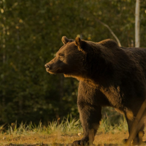 Cioban atacat de urs lângă o stână din județul Argeș. Este al treilea caz în decurs de o săptămână
