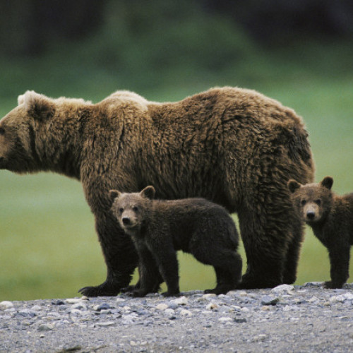 Amenzi drastice pentru cei care hrănesc urșii. Ministrul Mediului: În zone cu risc de incidente se pot pune sisteme CCTV