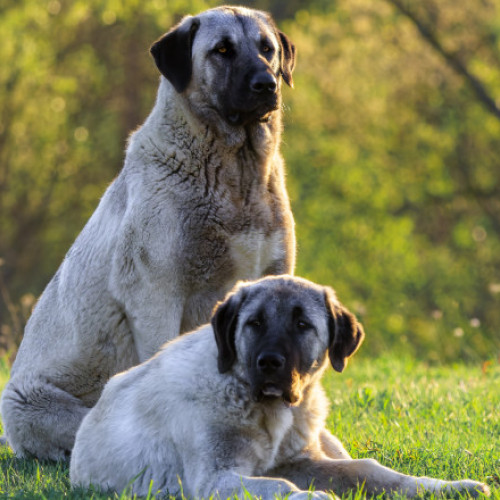 Un tânăr de 21 de ani a fost grav rănit, după ce a fost atacat de câini ciobănești la o stână din Munții Făgăraș