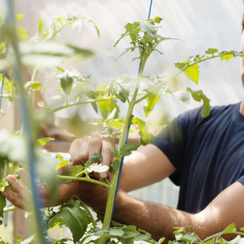 Video Vacanță la cules de roșii, în solariile liceelor agricole. Ce profit anual ajung să obțină școlile din vânzarea propriilor legume