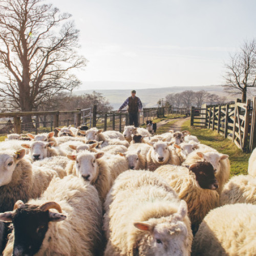 APIA începe eliberarea adeverinţelor pentru fermierii crescători de animale care vor să ia credite bancare