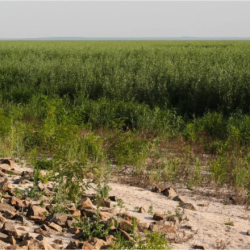 O „bombă cu ceas” sau o minune a naturii: O pădure uriașă a apărut în locul marelui lac de acumulare din Ucraina distrus de Rusia