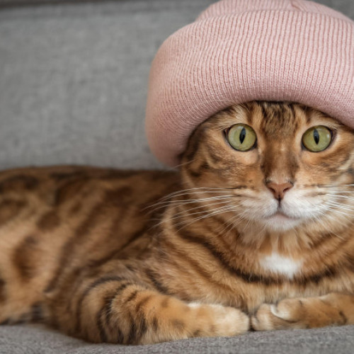 România, pe primul loc în UE la deținerea de pisici: 48% dintre gospodării au cel puțin una. Ce țări preferă câinii