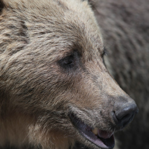 Video Ministra Mediului: Numărătorile preliminare indică între 10.000 și 12.000 de urși în România