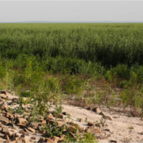 Radu Miruţă: Două firme cu trei angajaţi aleg directorii companiilor de stat. „A naibii selecție, scoate din joben exact piesa lipsă”