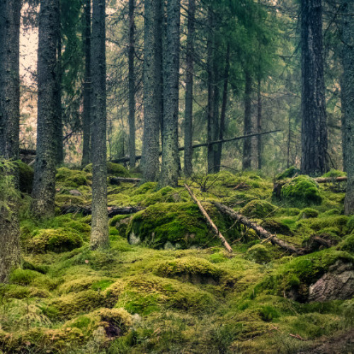Romsilva: Tribunalul Mureş a desfiinţat decizia prin care se retrocedau 43.227 hectare de păduri în Bacău
