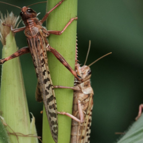 Video Roiuri de lăcuste au invadat sudul Ucrainei. Autoritățile de la Kiev dau vina pe Rusia