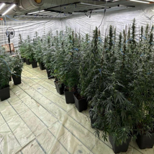 Galerie Foto Polițist cercetat pentru trafic de droguri. A dezvoltat o cultură indoor de canabis împreună cu soția sa, în Dâmbovița