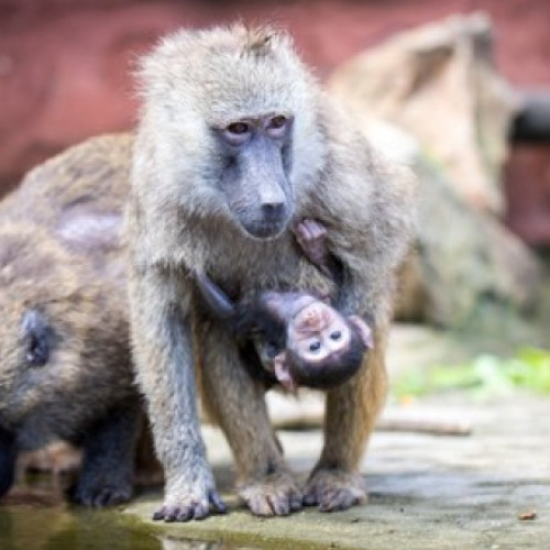 12 babuini au fost uciși într-o grădină zoologică din Germania din cauza supraaglomerării. Decizia a iscat proteste