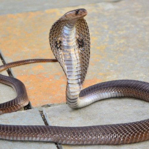 Un băiat de doi ani din India a ucis o cobră după ce a mușcat șarpele care l-a atacat în timp ce se juca