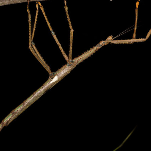 Video „Monstrul” descoperit în copacii Australiei: o insectă-băț de 40 de centimetri care cântărește cât o minge de golf