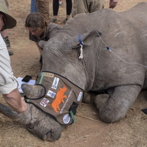 Proiectul Rhisotope. Coarne de rinocer făcute radioactive pentru combaterea braconajului: „Procesul e complet sigur pentru animale”